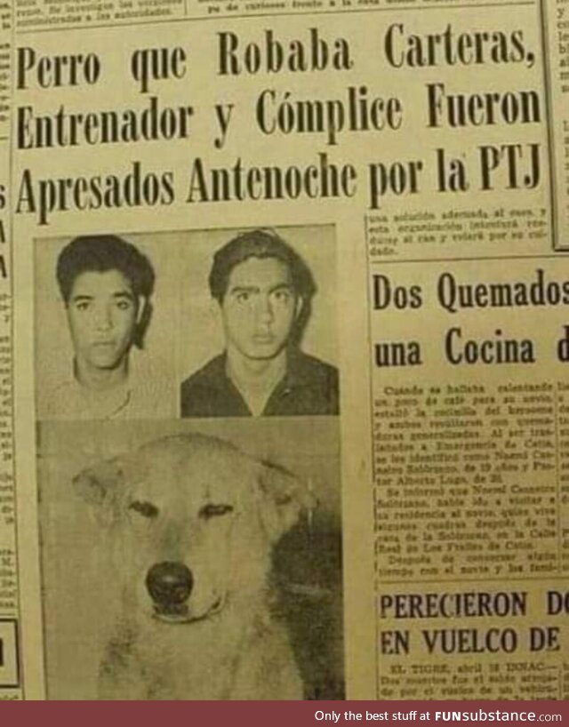 Chilean mugger dog, 1960