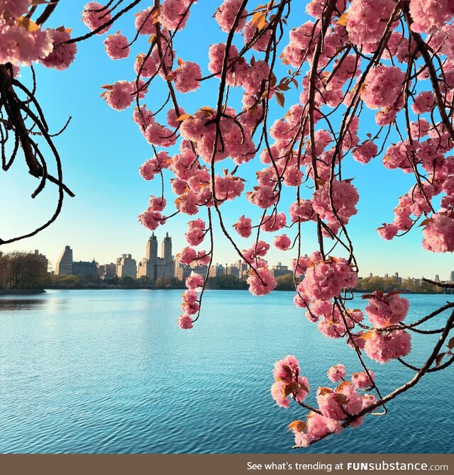 The cherry blossoms in full bloom by the Central Park reservoir