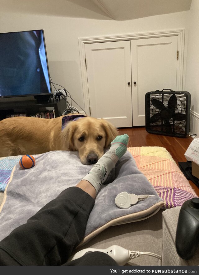 Goodest boy patiently willing to trade ball for pizza slice