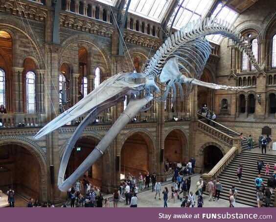 The blue whale skeleton, natural history museum, london