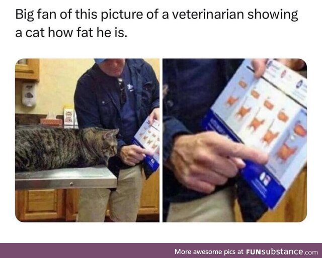 The cat fat scale!