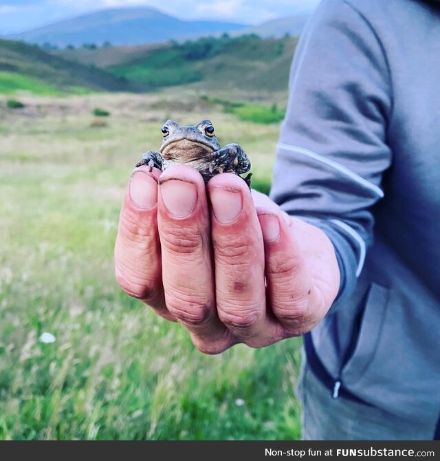 If you ever wonder what a slightly vexed toad looks like