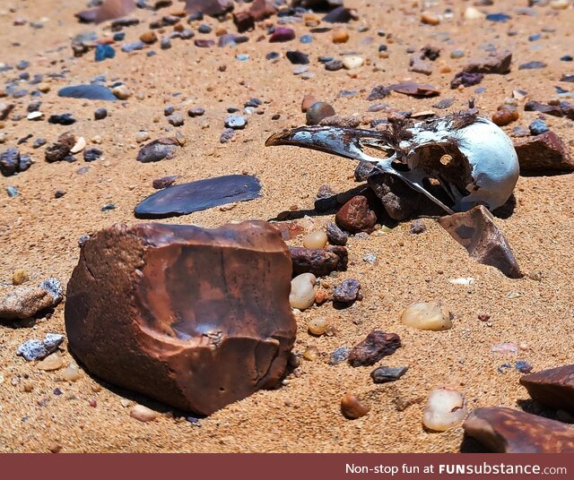 Middle stone age core stone and avian skull. Found this walking in the Sahara