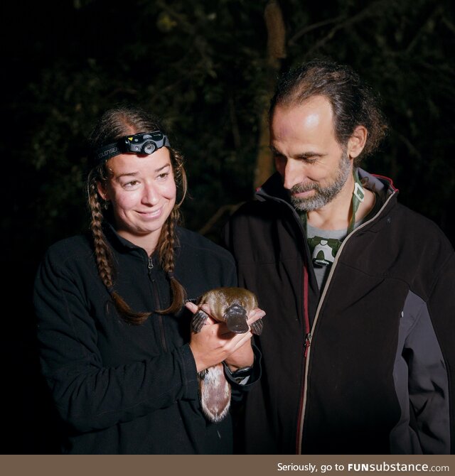 We reintroduced platypuses to Sydney's Royal National Park, this week we found their