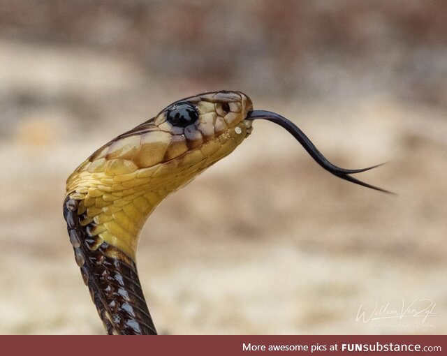 Juvenile Cape Cobra (Naja nivea) from Melkbosstrand, Western Cape. Dangerously venomous