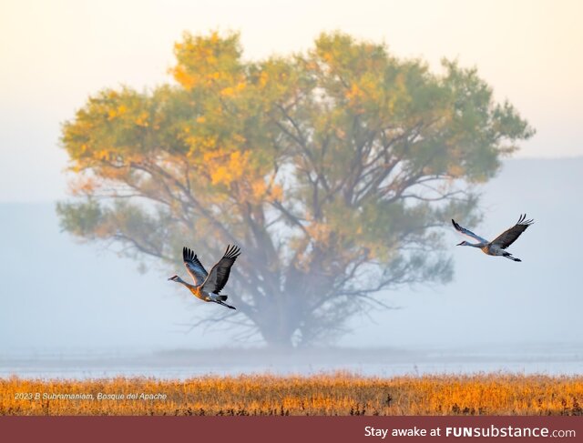 A Sandhill crane couple take off for the day at the Bosque del Apache National Wildlife