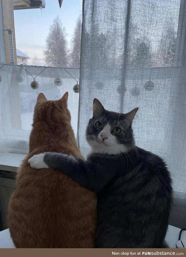 These two cats sitting