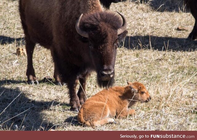 [OC] The Newest Addition to the Herd. First Bison Calf of the Year