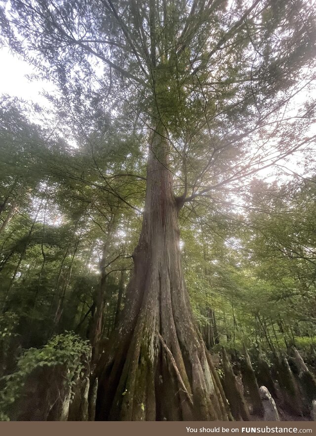 Louisiana swamp