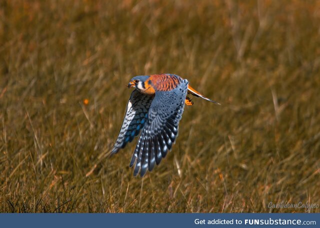 American Kestrel, the Smallest North American Falcon, with Prey