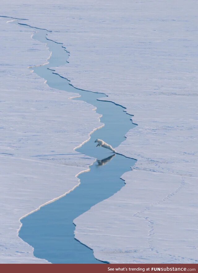 Polar bear leaping over water, captured by Arctic expedition team