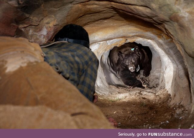 They thought this black bear was hibernating