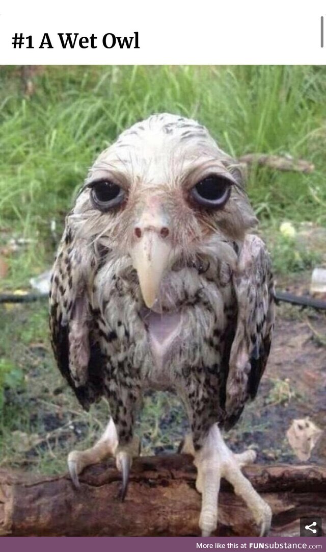 A wet owl