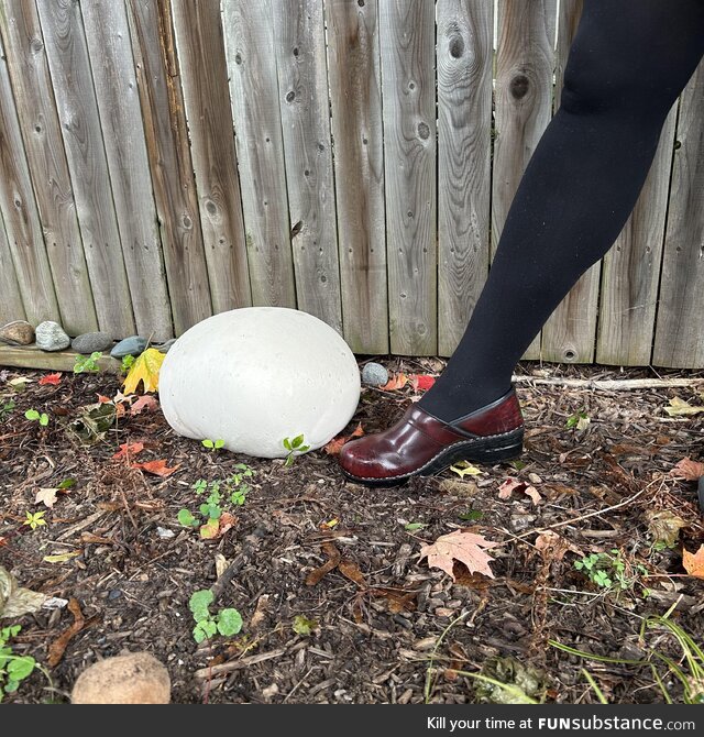 Mongo puffball in the yard. Leg for scale (size women’s 8)