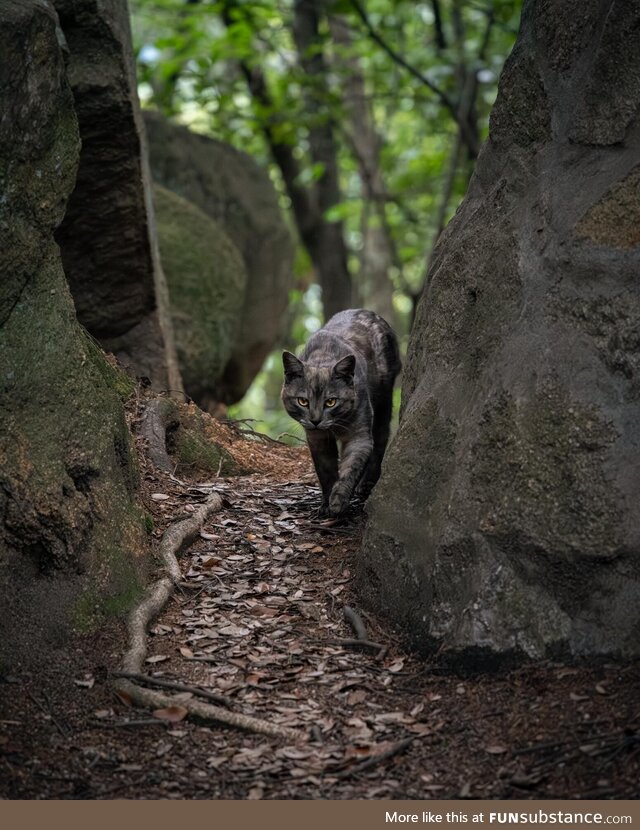 A wild cat taking a stroll in Onomichi, Japan