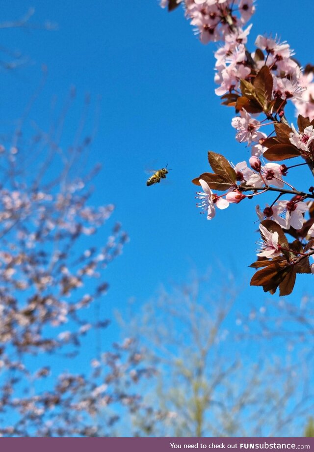 Bee going to flower