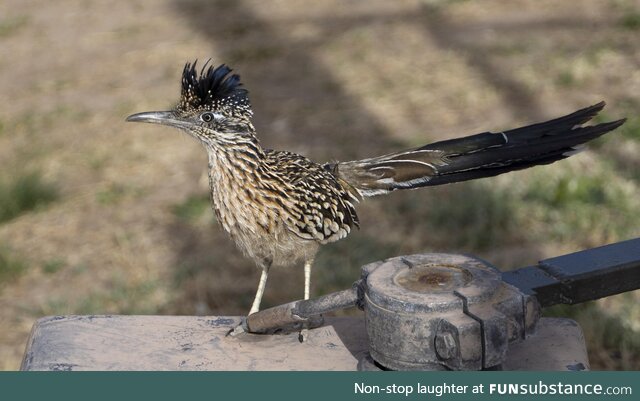 The greater roadrunner