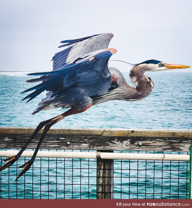 Blue Heron hanging on the pier!!