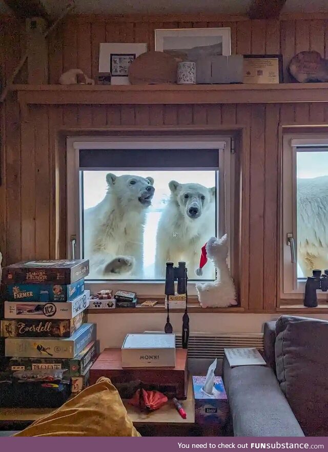 A female and two cubs of polar bears look through the window of a research station in