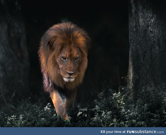 Lion coming up for a closer look