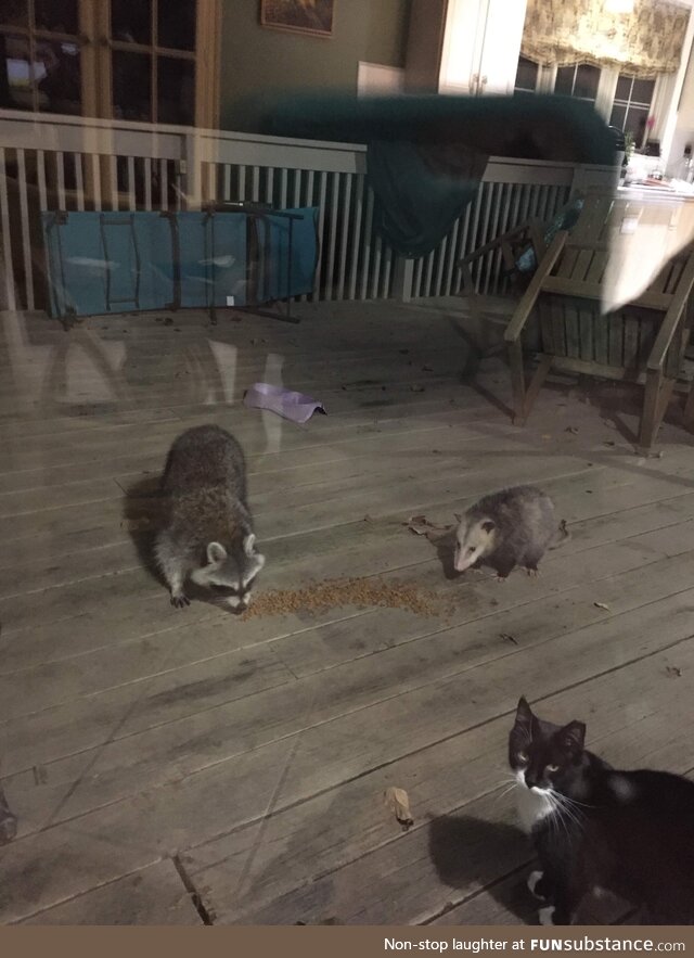 Unexpected visitors partaking of the cat food we put out for the strays