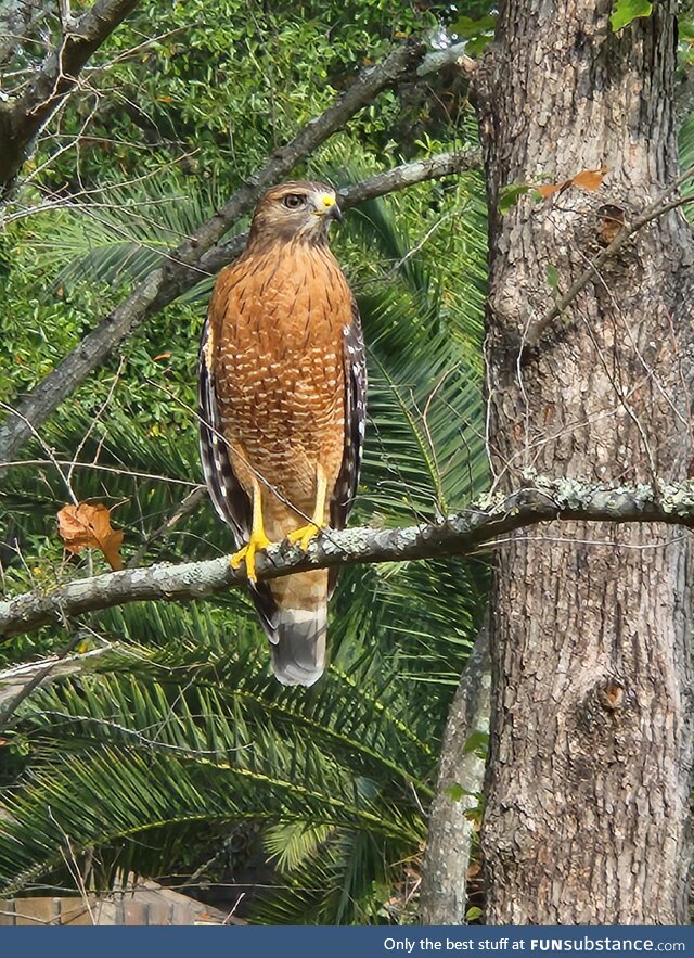 A falcon I saw on my walk today