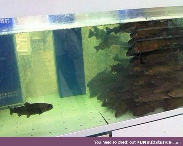 High School of Fish