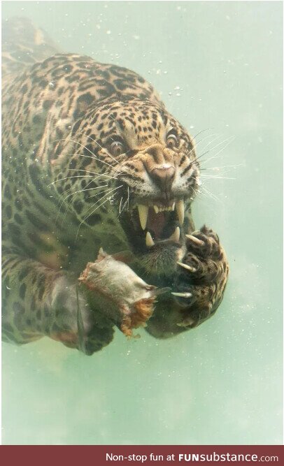 Jaguar chasing its prey underwater