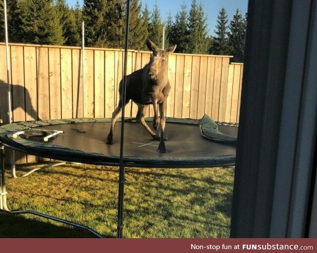 Norwegian elk having fun