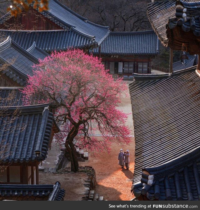 Plum tree in South Korea