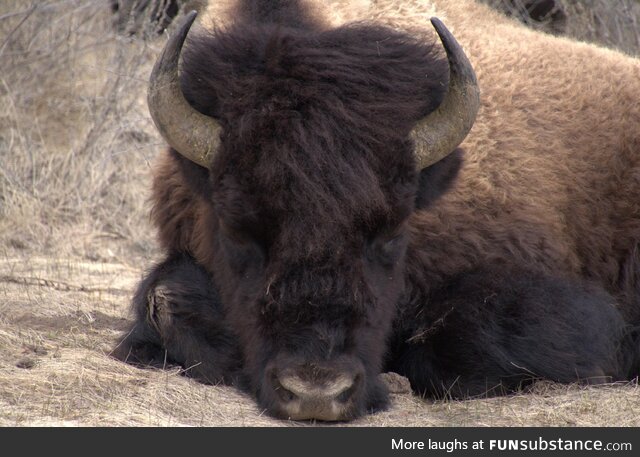 Just a Yellowstone Bison snoozing