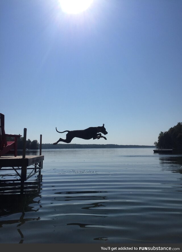 My Submission for “greatest photo I’ve taken” Frankie the Dock Diving Dane