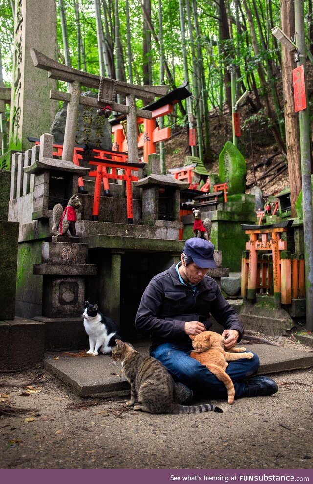 Cat Whisperer by the Fushimi Inari Shrine in Kyoto, Japan