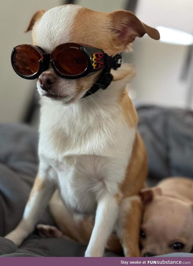 A chihuahua wearing goggles