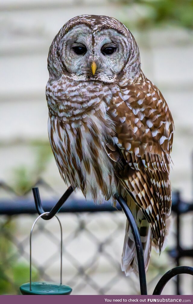 Our backyard was visited by Hooty McChonk