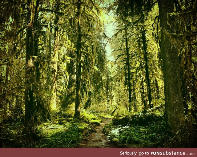 (oc) hoh rainforest, olympic national park, wa