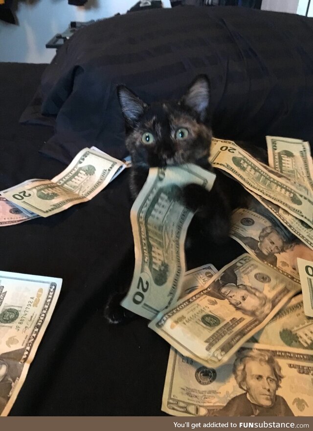 You have been visited by the Money Cat