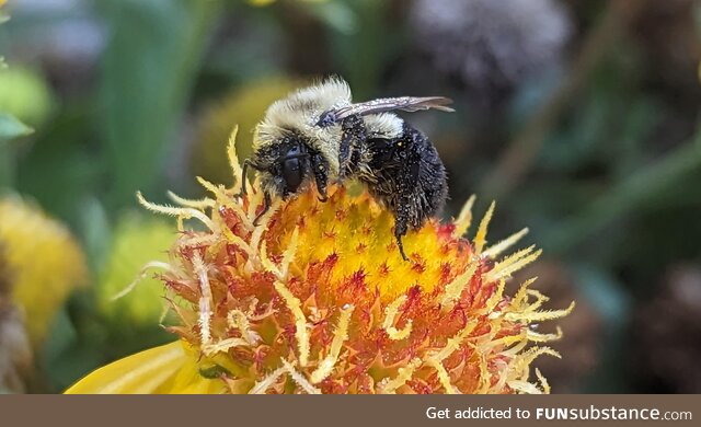 A sleepy Bee awakening to the morning sun