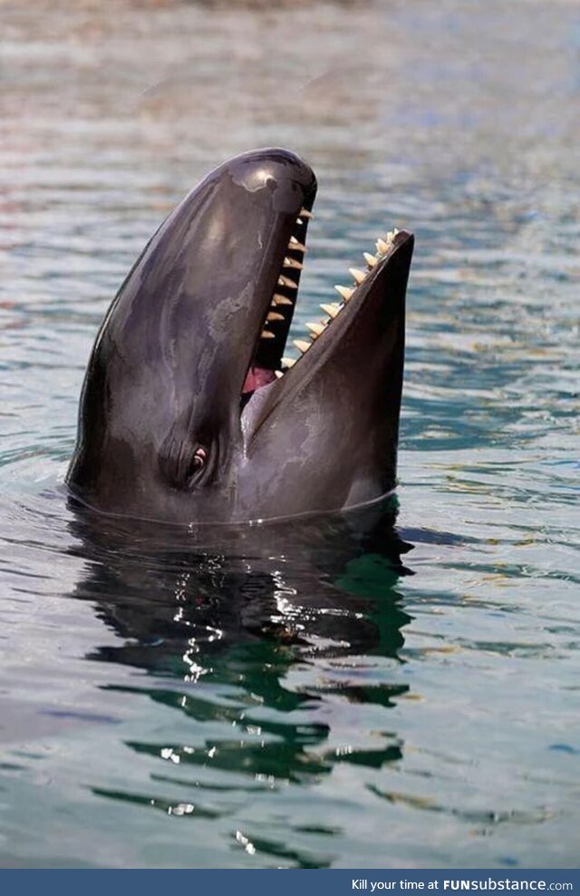 Orca’s more menacing relative. The False Killer Whale