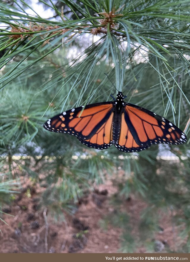 [OC] Monarch butterfly in back yard