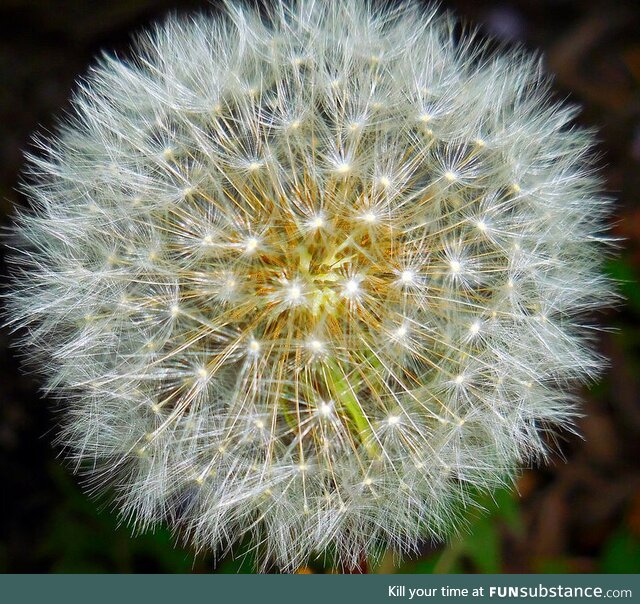 [OC] A closeup of a Dandelion Puff