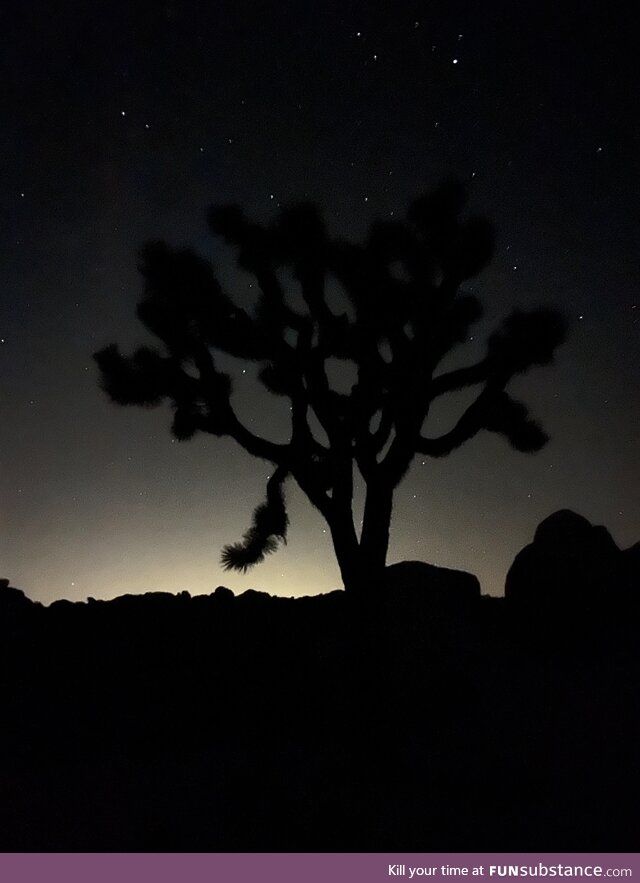 Joshua tree iphone 13