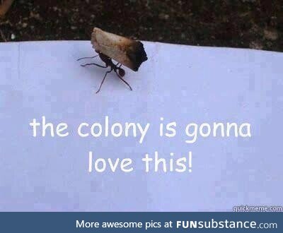 The BEST ant in the colony