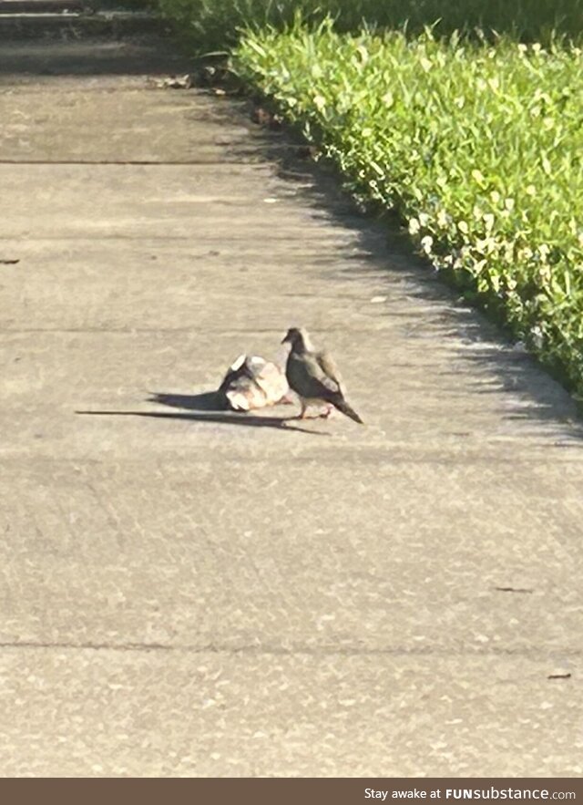 A mourning dove, mourning its dead mate