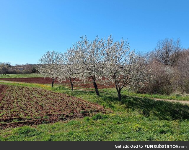 Plum trees in blossom near Rovinj, Croatia