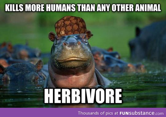 Scumbag hippo