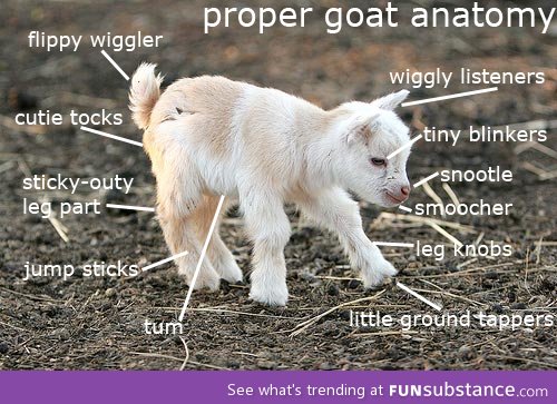 Proper goat anatomy