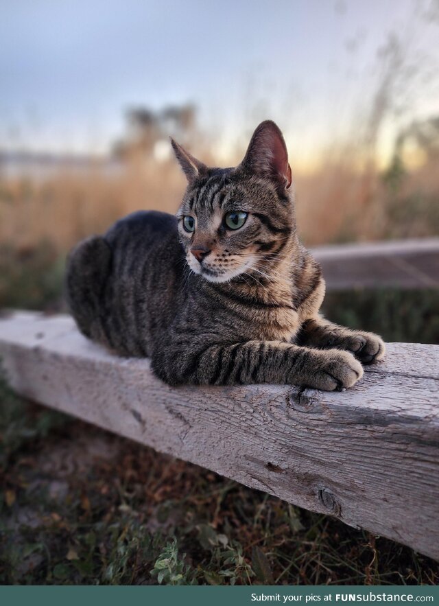 Handsome kitty