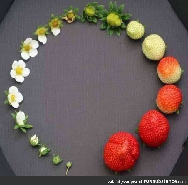 Life Cycle of Strawberry