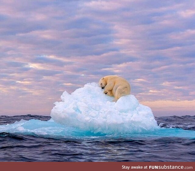 A polar bear sleeping on an iceberg